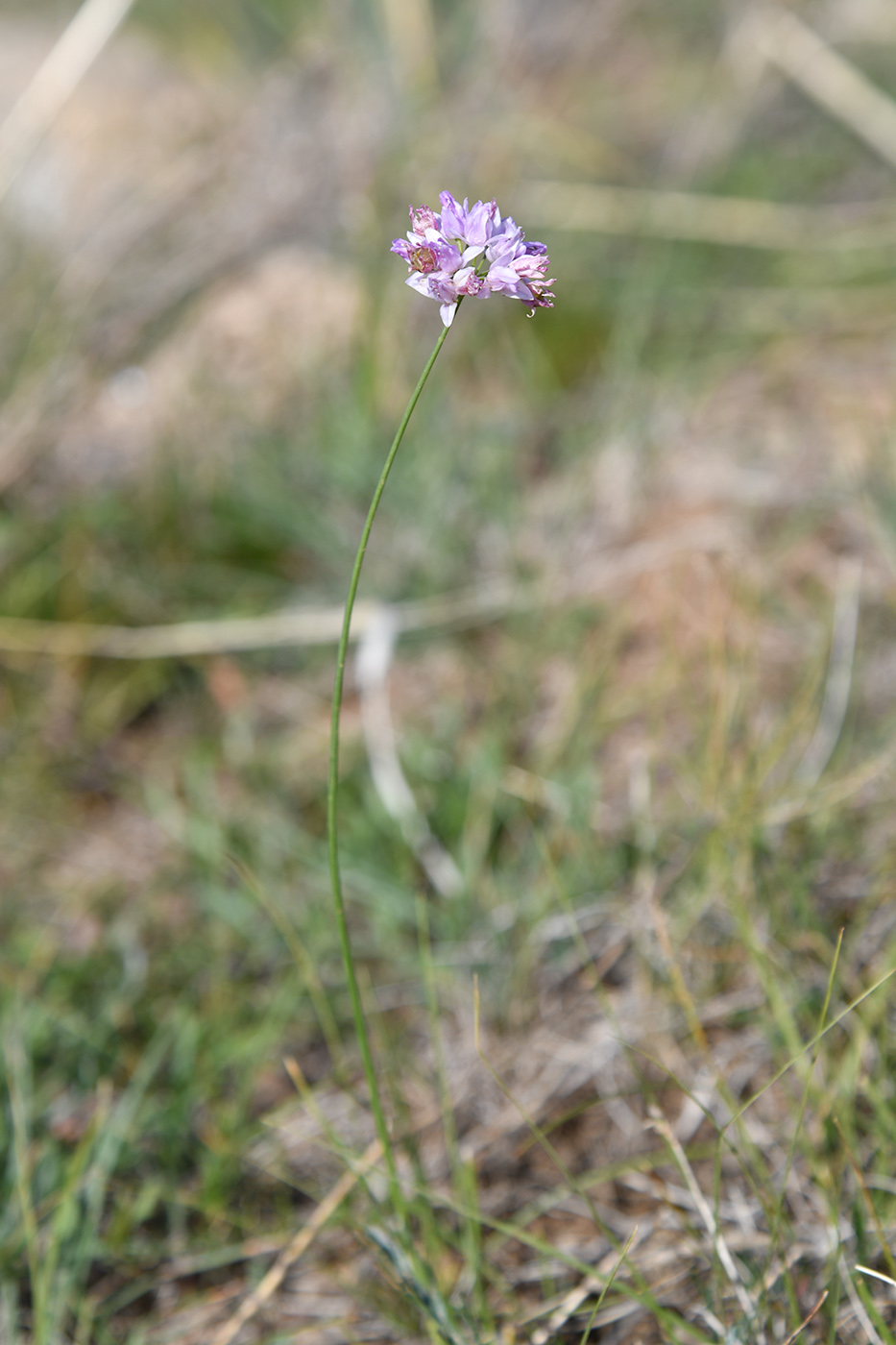 Изображение особи род Allium.