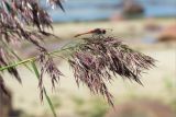 Phragmites australis. Верхушка побега с соцветием и сидящей стрекозой. Ленинградская обл., Кингисеппский р-н, окр. дер. Урмизно, берег Финского залива, песчаный пляж. 08.08.2021.