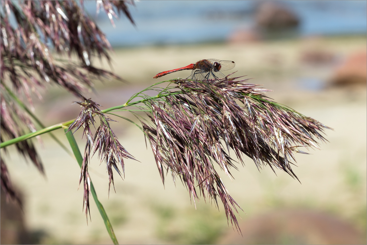 Изображение особи Phragmites australis.