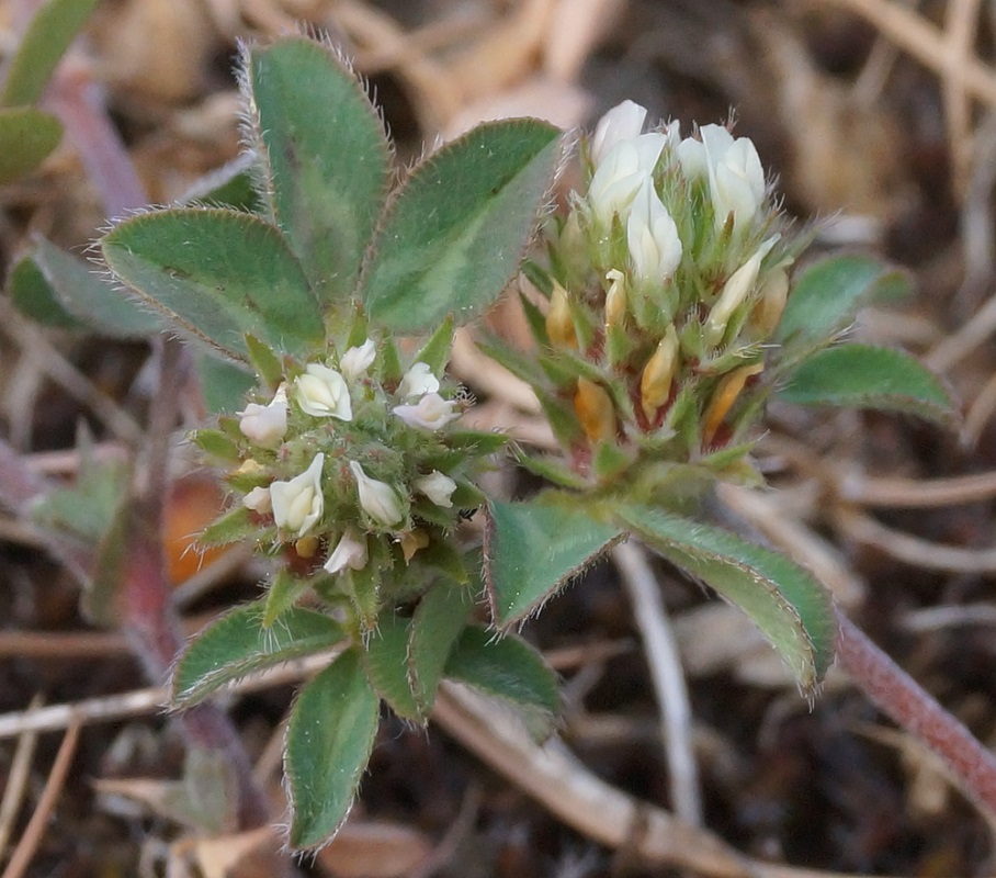 Image of Trifolium scabrum specimen.