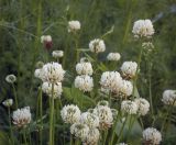 род Trifolium