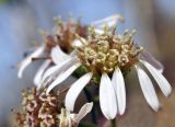 Aster ageratoides. Отцветающее соцветие-корзинка. Приморский край, Шкотовский р-н, пос. Подъяпольск, широколиственный лес на вершине небольшой сопки. 23.10.2022.