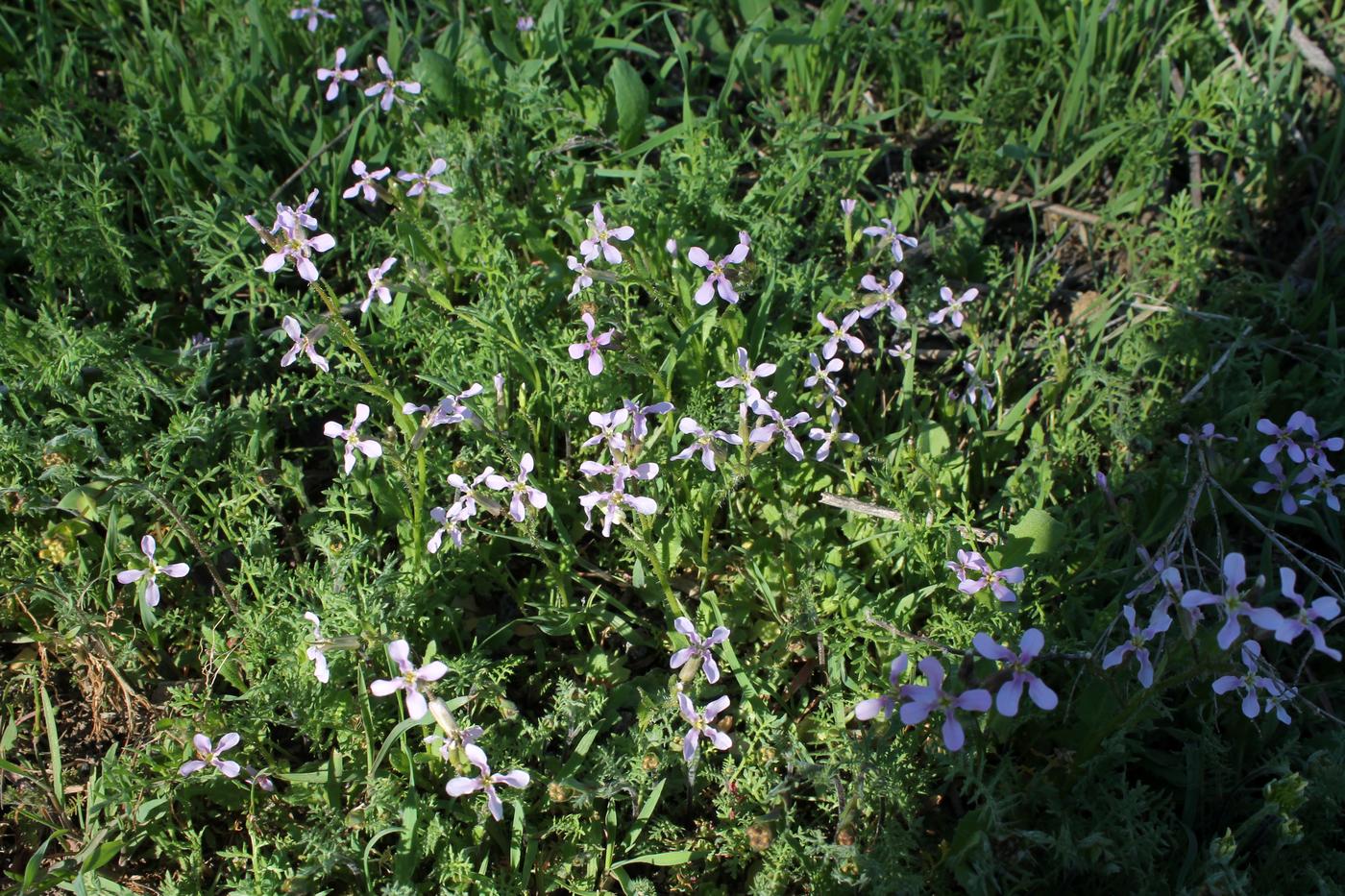 Изображение особи Strigosella turkestanica.