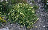 Medicago glutinosa. Цветущие растения. Северная Осетия, Алагирский р-н, окр. пос. Верхний Фиагдон, каменистый склон. 23.07.2022.