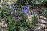 Campanula hohenackeri