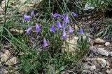 Campanula hohenackeri. Цветущее растение. Армения, обл. Гегаркуник, берег оз. Севан, гора Артаниш, ≈ 1900 м н.у.м., каменистый склон. 23.06.2022.