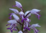 Orchis militaris