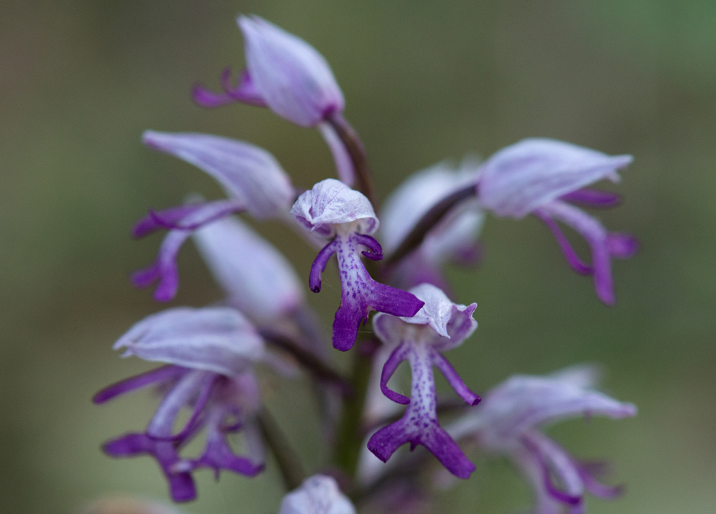 Изображение особи Orchis militaris.
