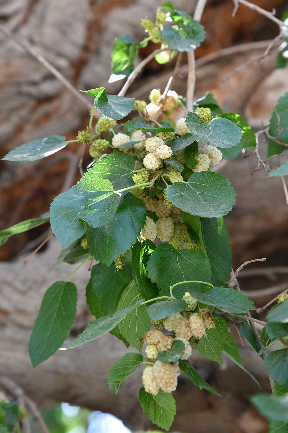 Image of Morus alba specimen.