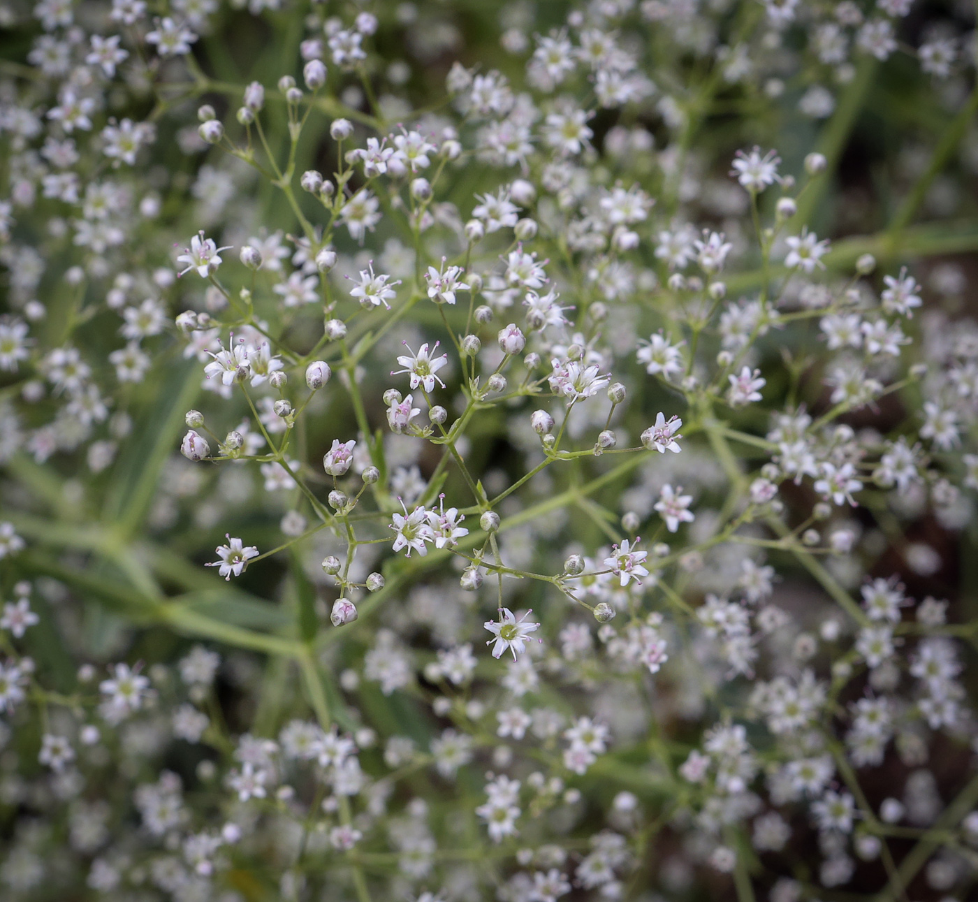 Изображение особи Gypsophila paniculata.