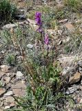 Oxytropis kasakorum