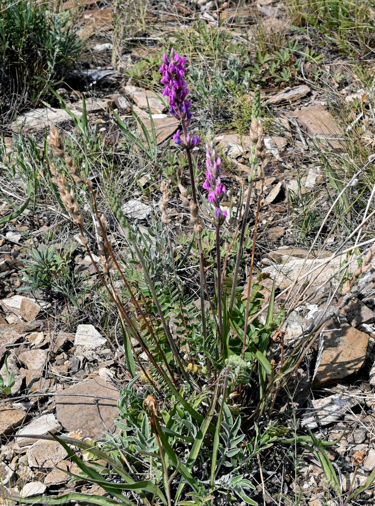 Изображение особи Oxytropis kasakorum.