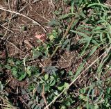 семейство Fabaceae. Часть побега с соцветием. Чили, обл. Valparaiso, провинция Isla de Pascua, восточная часть острова, церемониальный комплекс Tongariki. 12.03.2023.