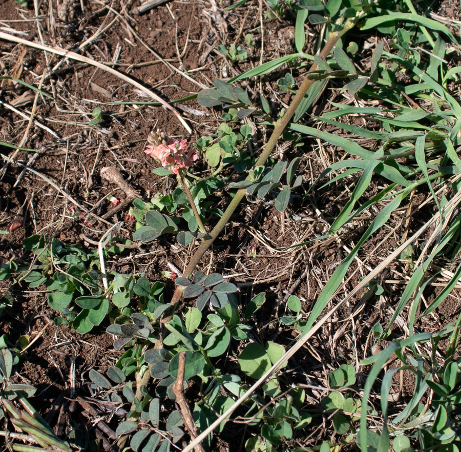 Image of familia Fabaceae specimen.