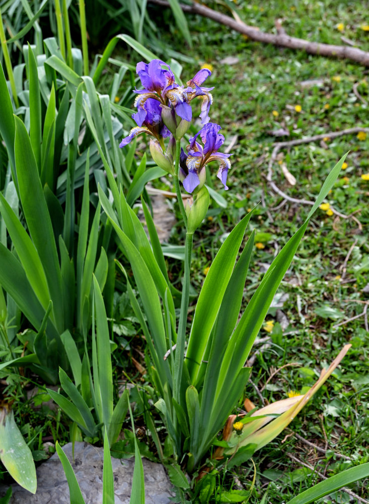 Image of Iris alberti specimen.
