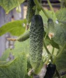 Cucumis sativus. Незрелые плоды. Пермский край, г. Пермь, Кировский р-н, садовый участок, в культуре. 10.09.2023.