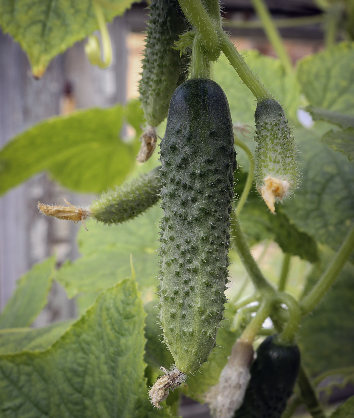 Image of Cucumis sativus specimen.