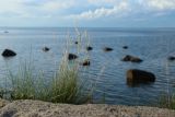 Festuca rubra. Плодоносящие растения. Санкт-Петербург, г. Кронштадт, заказник \"Западный Котлин\", форт \"Риф\", северная батарея 45-мм орудий; западная оконечность о-ва Котлин, на бетонном парапете артиллерийской батареи. 25.08.2023.