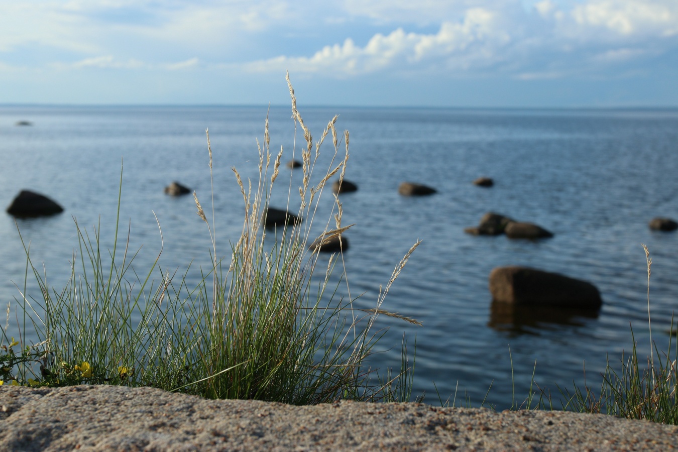 Image of Festuca rubra specimen.