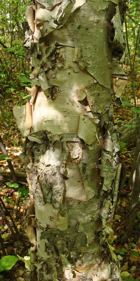 Изображение особи Betula costata.