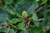 Betula ermanii