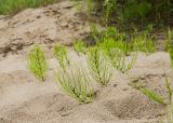 Equisetum arvense