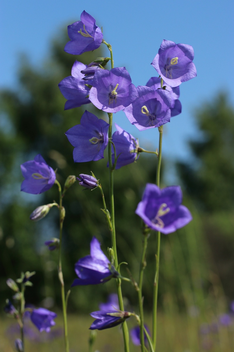 Image of Campanula persicifolia specimen.