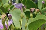 Ipomoea pes-caprae