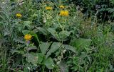 Inula helenium