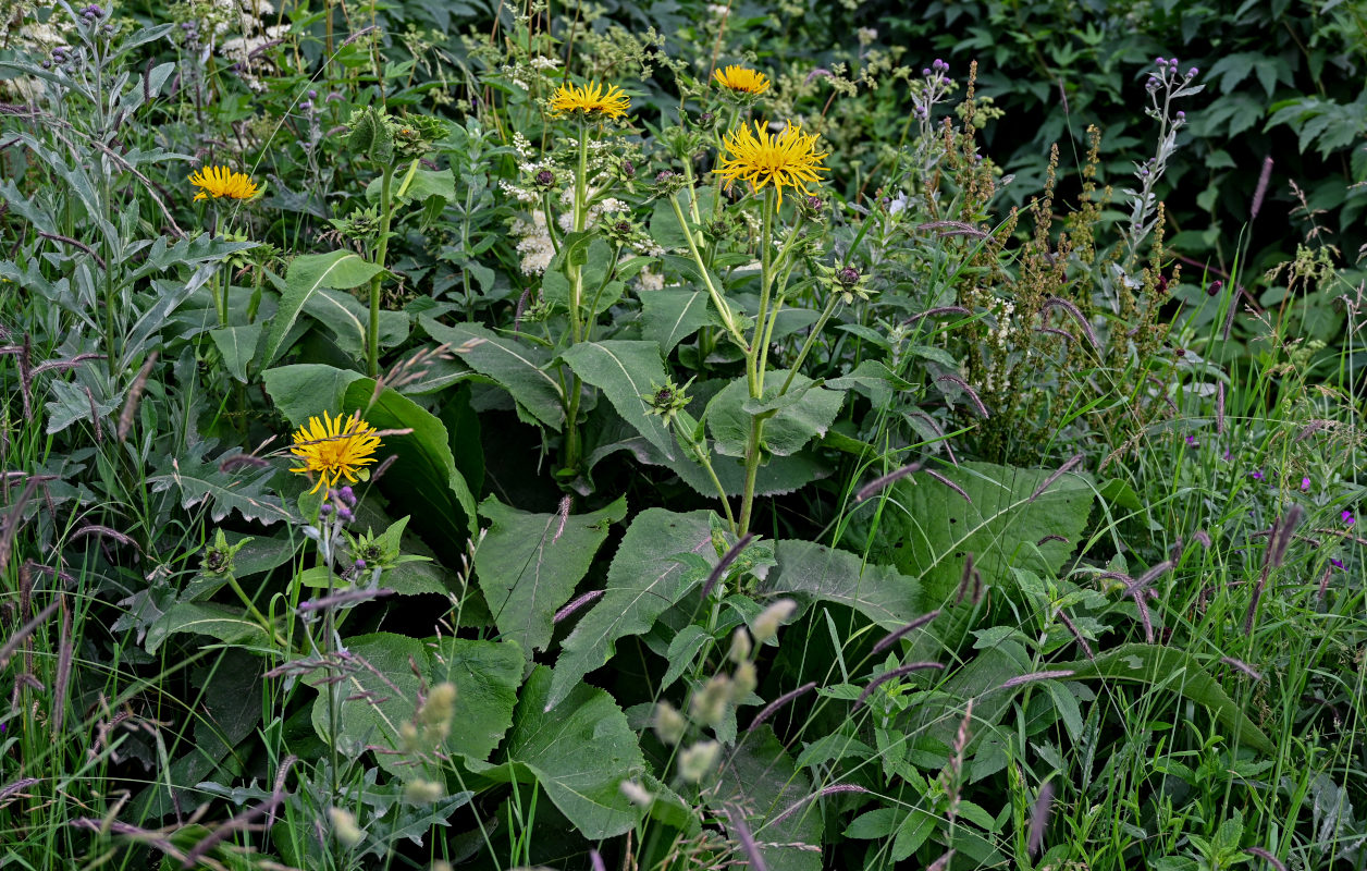 Изображение особи Inula helenium.