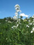 Hesperis subspecies pseudonivea