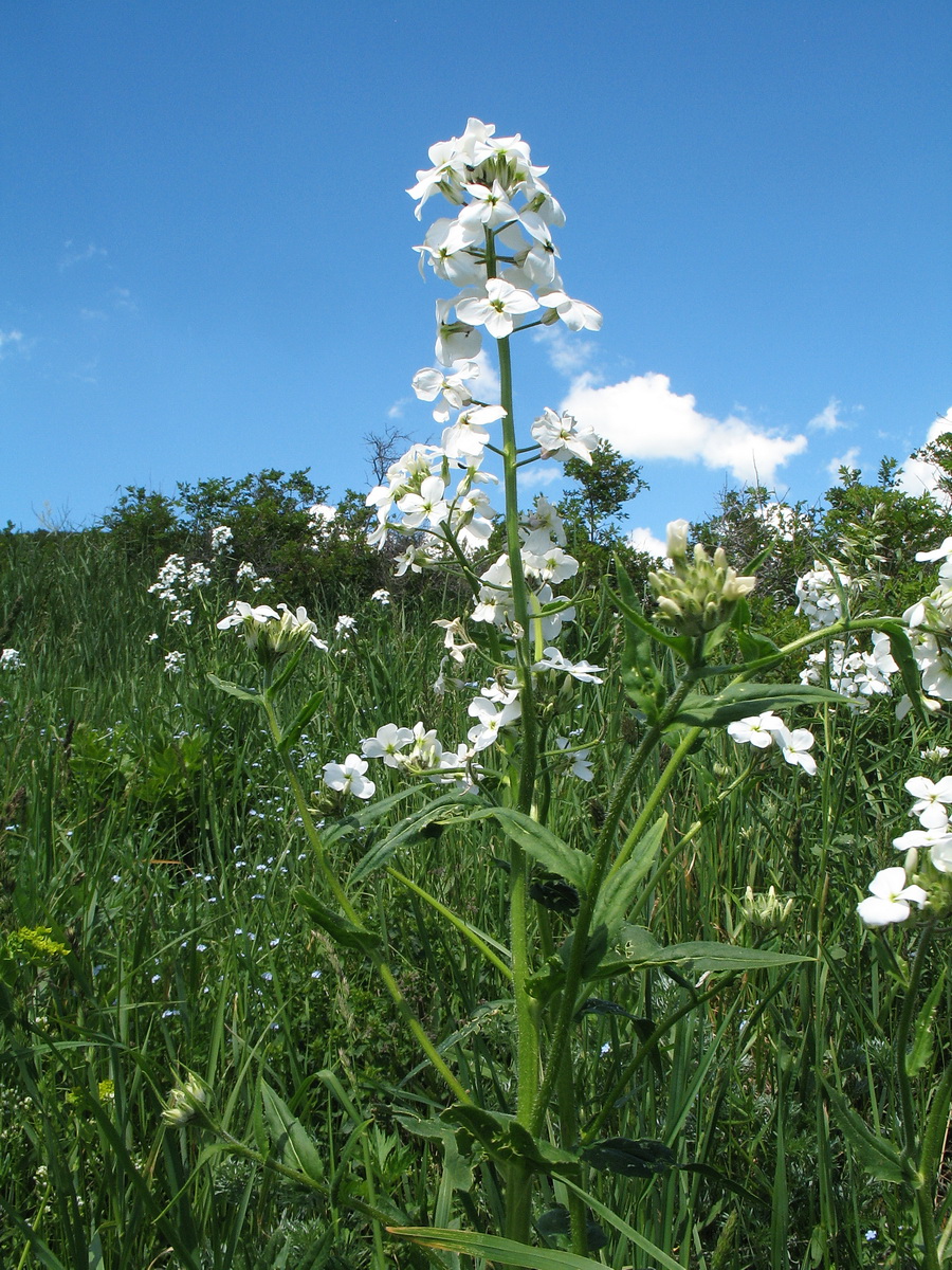 Изображение особи Hesperis sibirica ssp. pseudonivea.