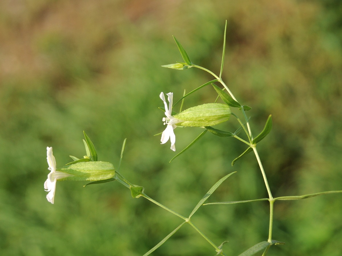 Image of Oberna procumbens specimen.