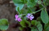 Silene colorata. Цветки. Марокко, обл. Рабат - Сале - Кенитра, г. Рабат, окраина каменисто-песчаного пляжа. 07.01.2023.