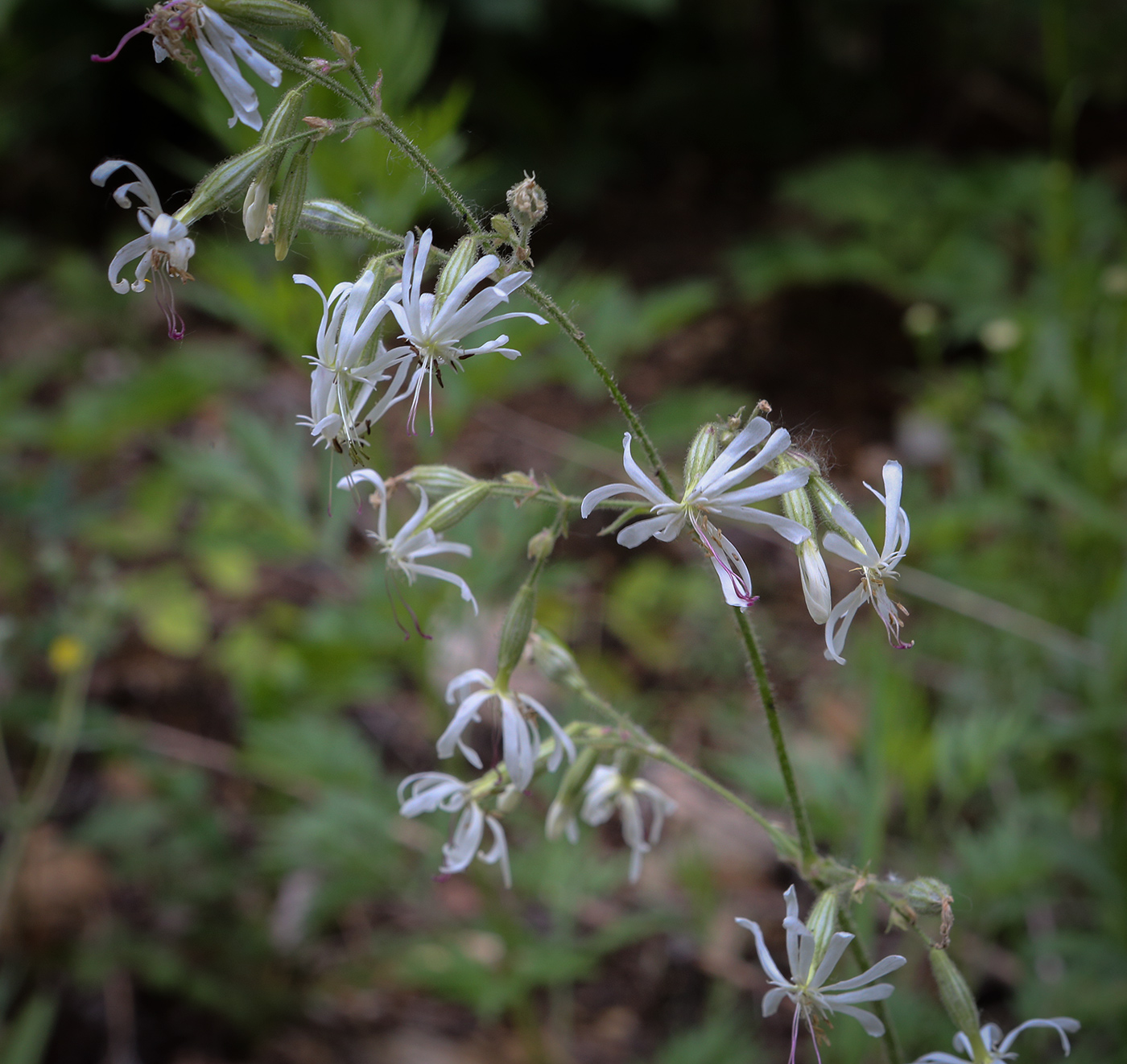 Изображение особи Silene nutans.