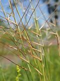 Stipa pennata. Отделяющиеся зерновки. Ульяновская обл., Мелекесский р-н, окр. с. Рязаново, береговой склон Черемшанского залива Куйбышевского водохранилища, остепнённый луг. 03.06.2023.