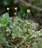 Adoxa moschatellina. Цветущие растения. Чувашия, Шемуршинский р-н, Национальный парк \"Чаваш вармане\". 9 мая 2009 г.