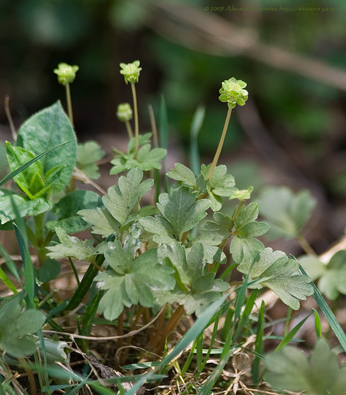 Image of Adoxa moschatellina specimen.
