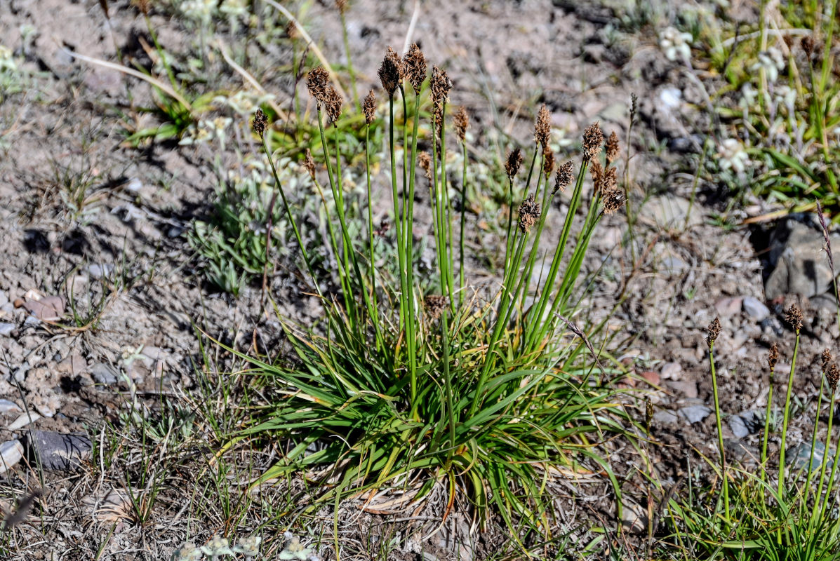 Изображение особи Kobresia stenocarpa.