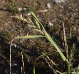 Echinochloa crus-galli. Верхушка плодоносящего растения. Республика Адыгея, окраина пос. Каменномостский, окр. турбазы \"Солнечная\", обочина дороги. 18 августа 2023 г.