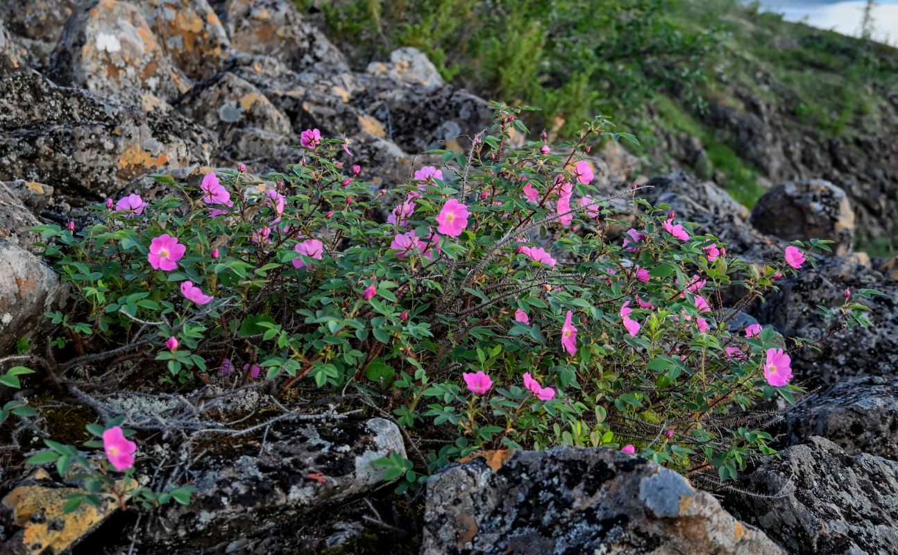 Изображение особи Rosa acicularis.