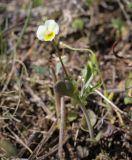 Viola arvensis