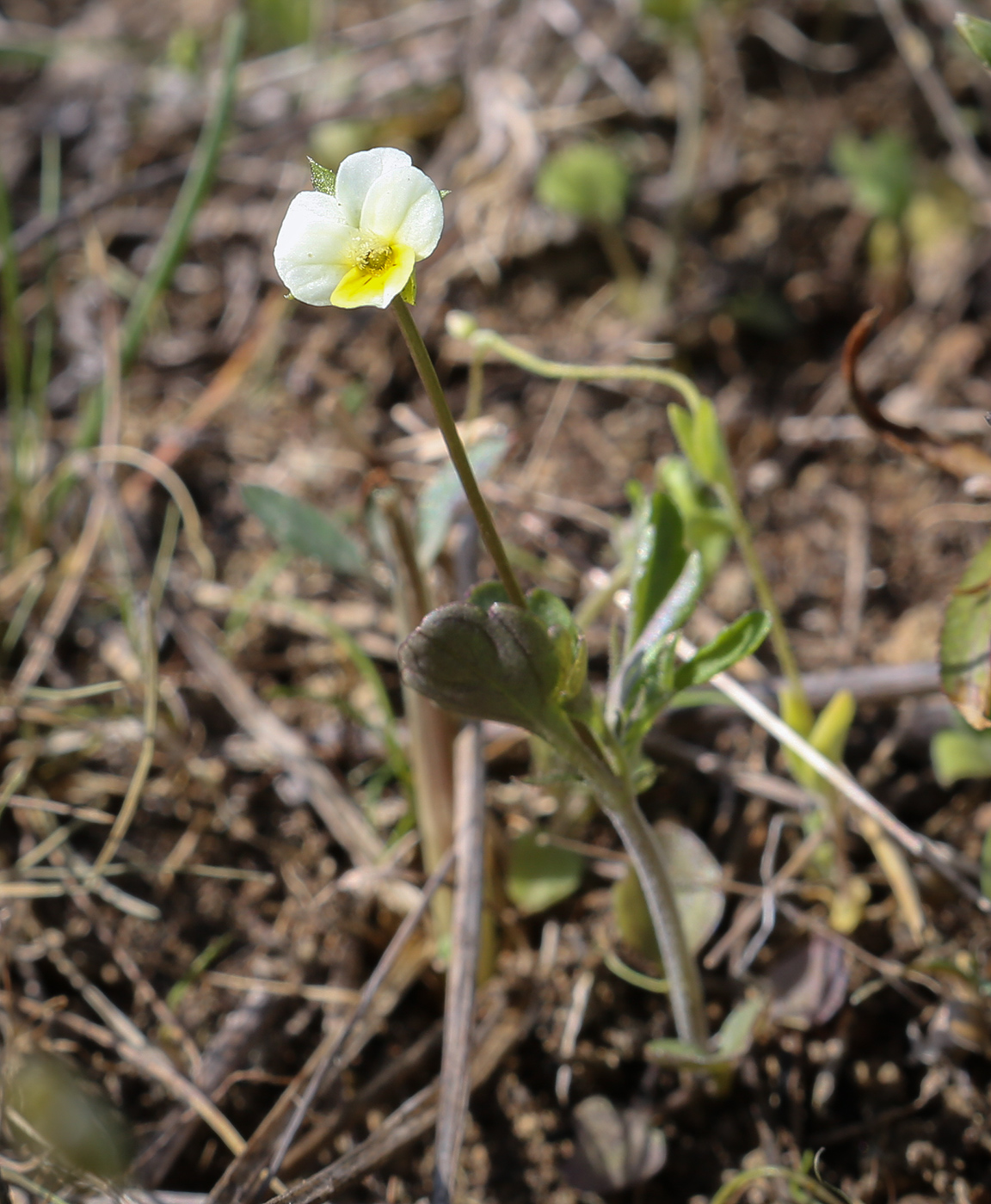 Изображение особи Viola arvensis.
