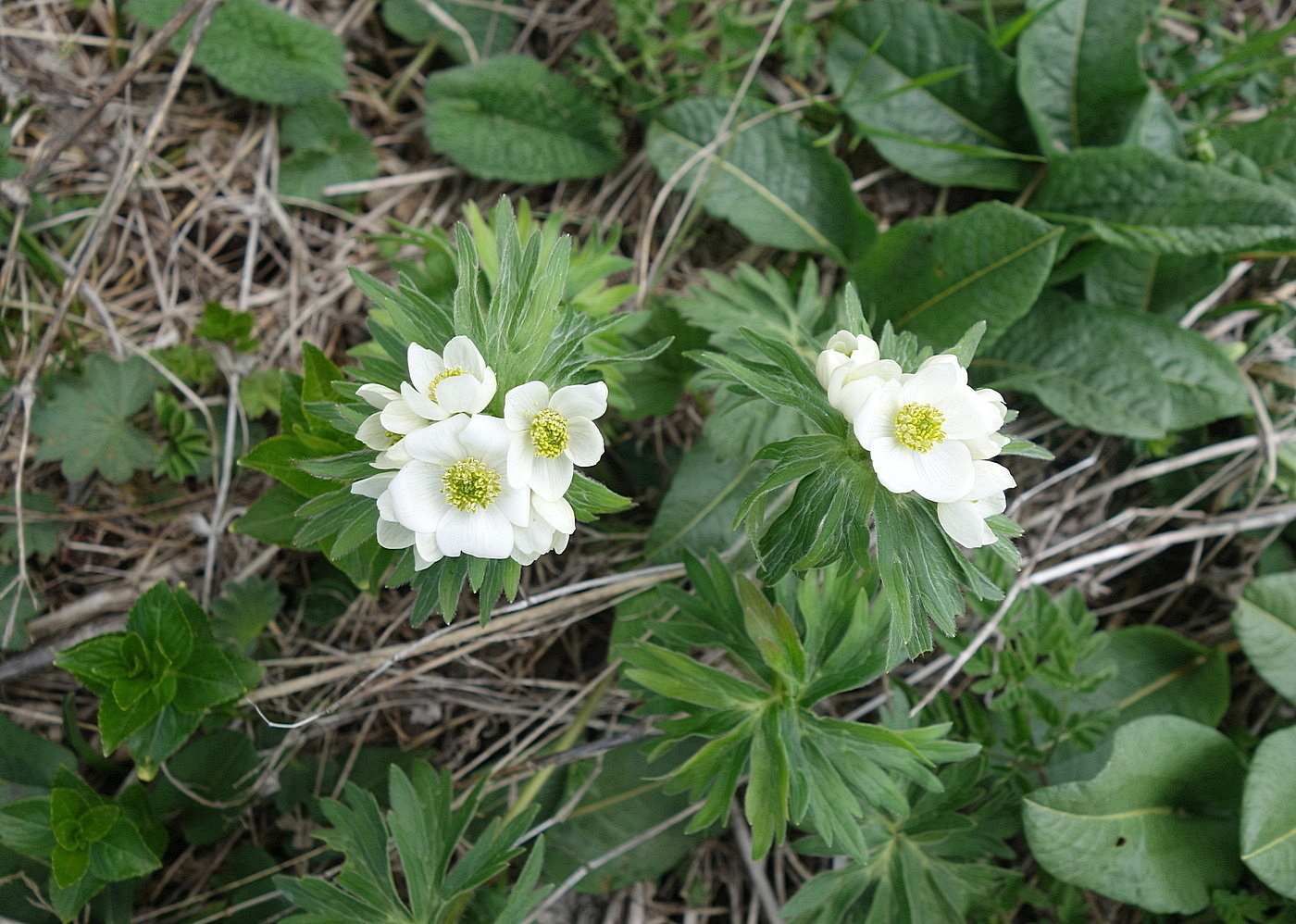 Image of Anemonastrum fasciculatum specimen.