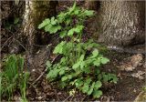 Chelidonium majus