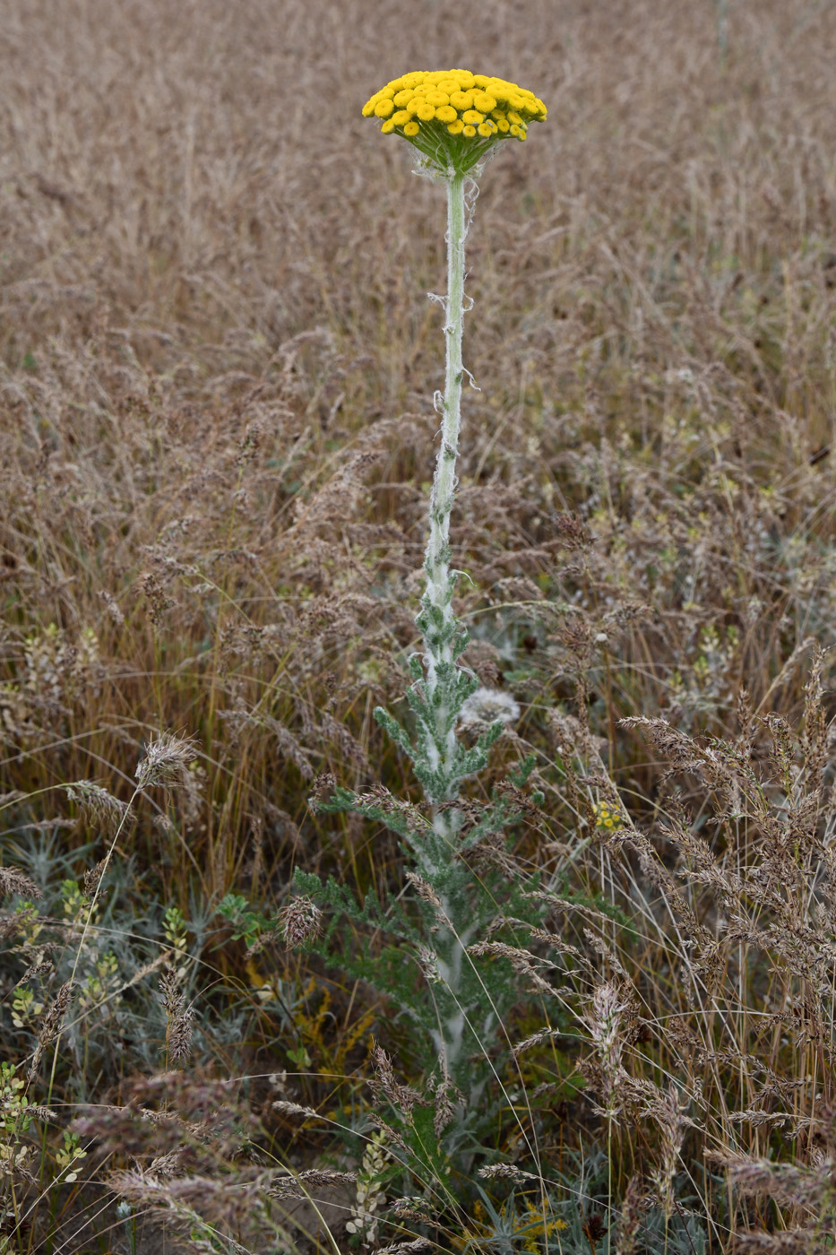 Изображение особи Pseudohandelia umbellifera.