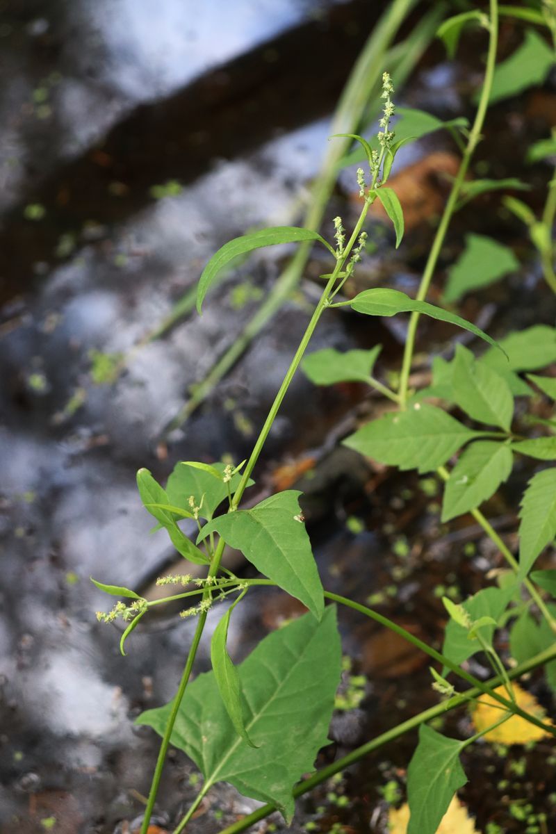 Image of Atriplex prostrata specimen.