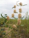 Astragalus vulpinus