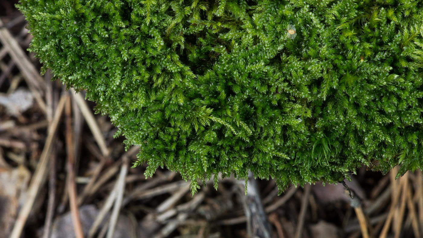 Image of Stereodon pallescens specimen.
