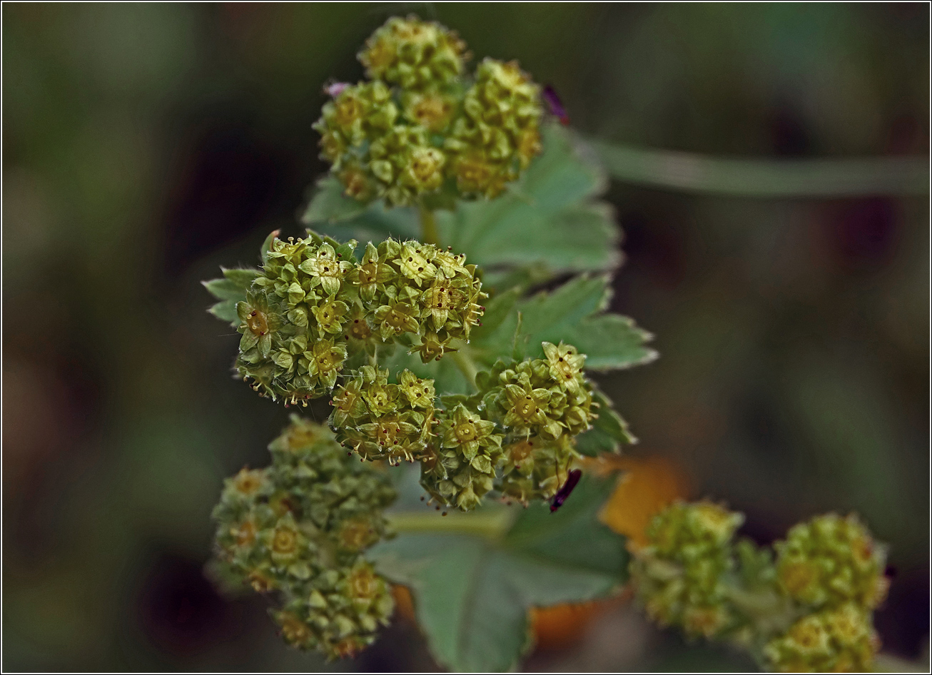 Изображение особи Alchemilla xanthochlora.